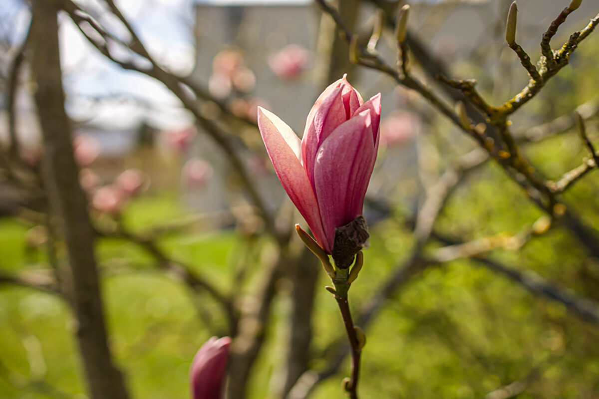 Весеннее очарование. - Lucy Schneider 
