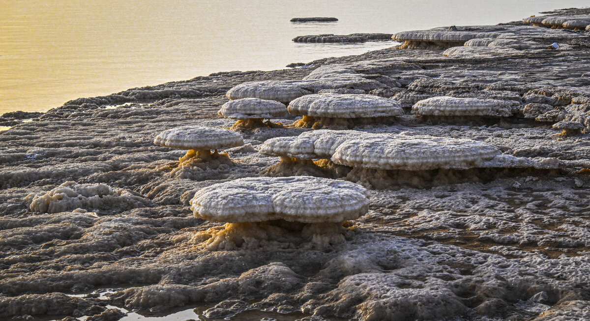 "опята" .на рассвете - Осень "опята" .на рассвете - Осень