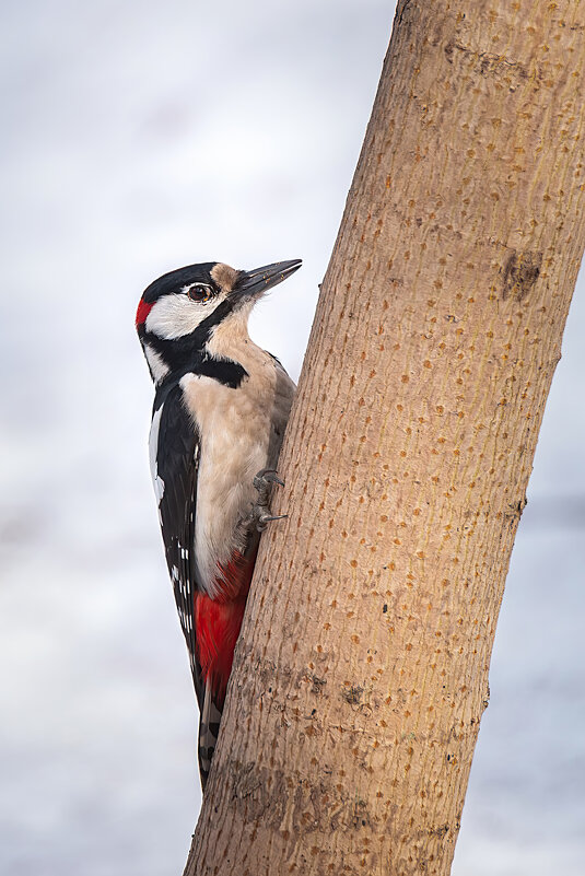 Дятел - Alex Bush