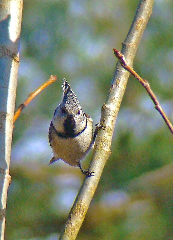 хохлатая синица или гренадёрка - gawrilа - dan хохлатая синица или гренадёрка - gawrilа - dan