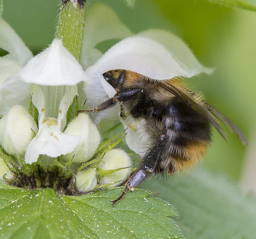 ... - civettina ... ... - civettina ...