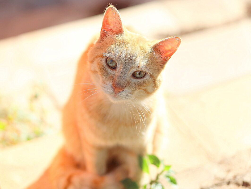 Красавчик. - Оля Богданович