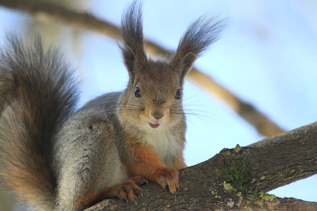 К нам пришла белочка.... - Ninell Nikitina