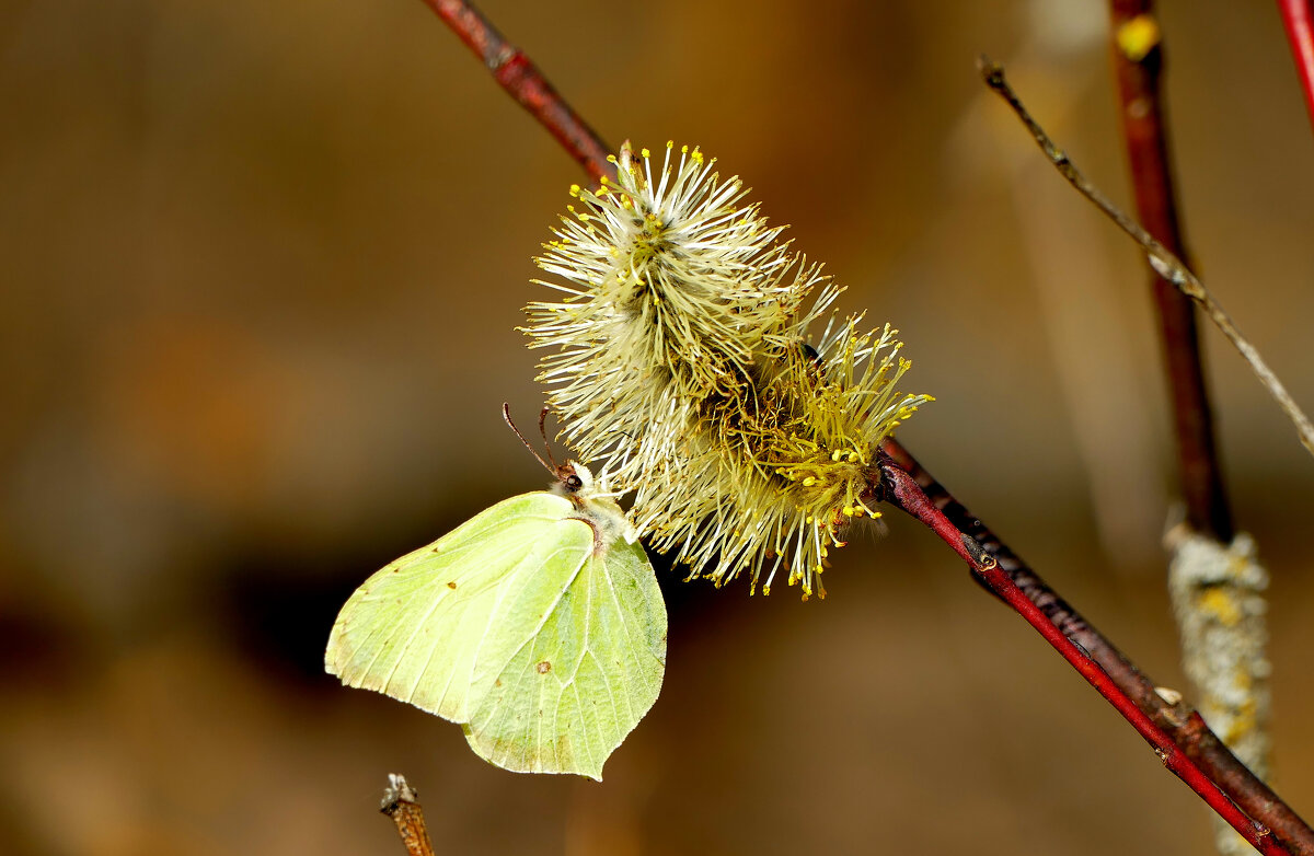 из снятого сегодня 2 - Александр Прокудин