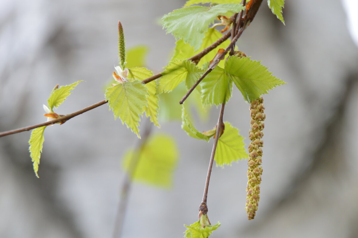 Береза распустила листочки чуть зеленые свои... - Надежда Куркина Береза распустила листочки чуть зеленые свои... - Надежда Куркина
