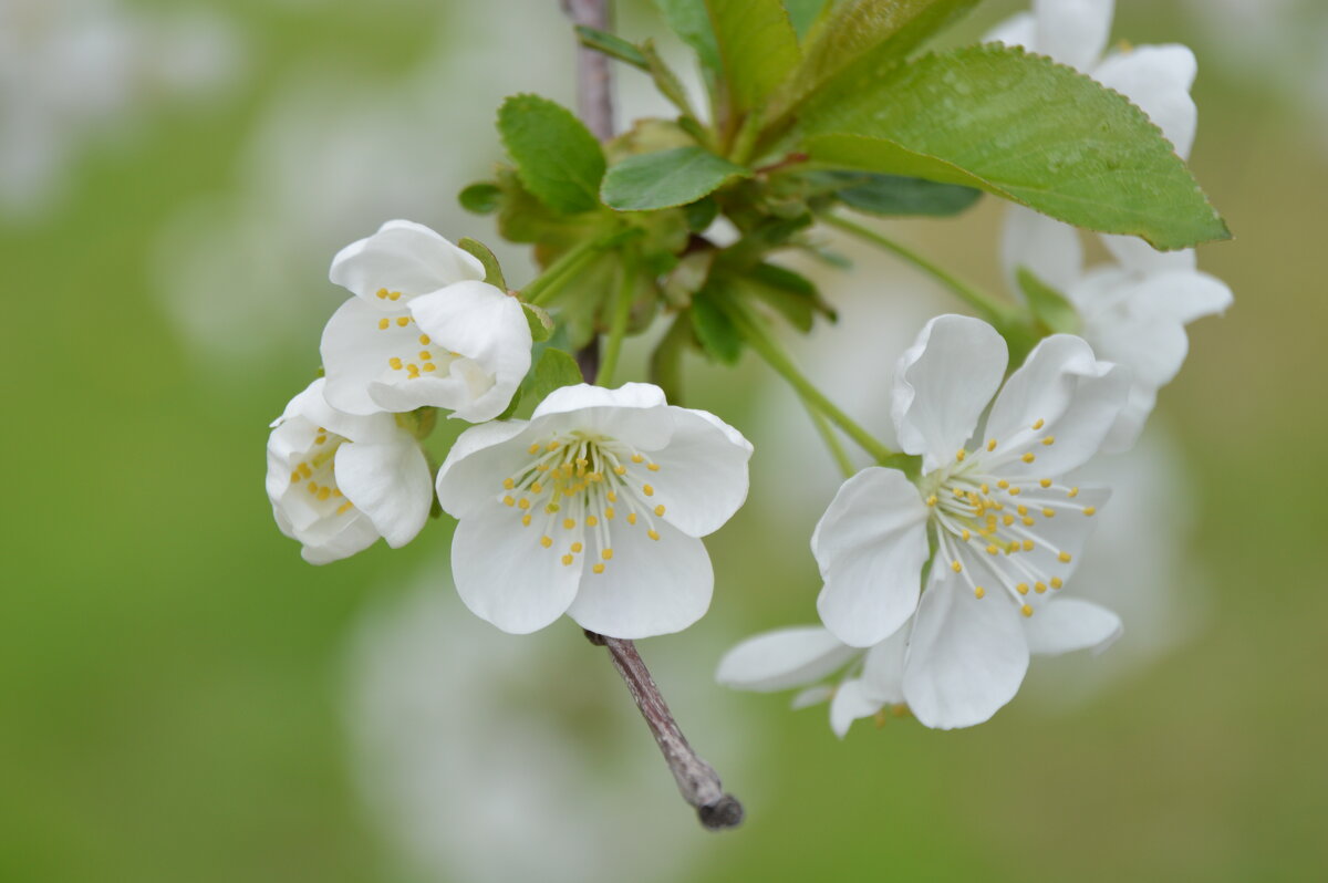 Черешня - Надежда Куркина 