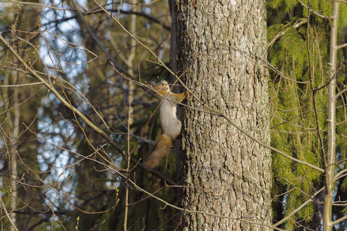 Паровые белочки - Алексей Булак