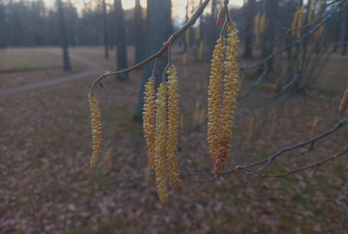 Орешник - Сапсан 