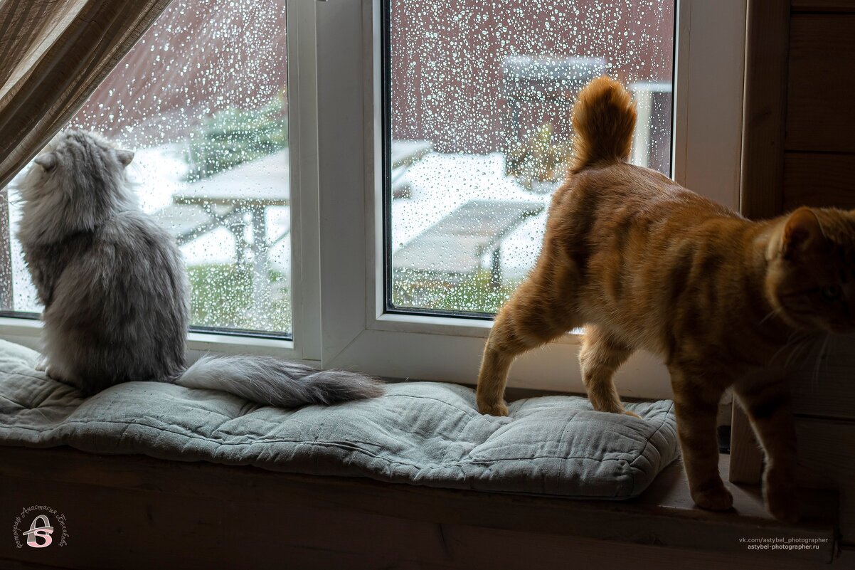 " - Мяу, я обиделась" )) - Анастасия Белякова