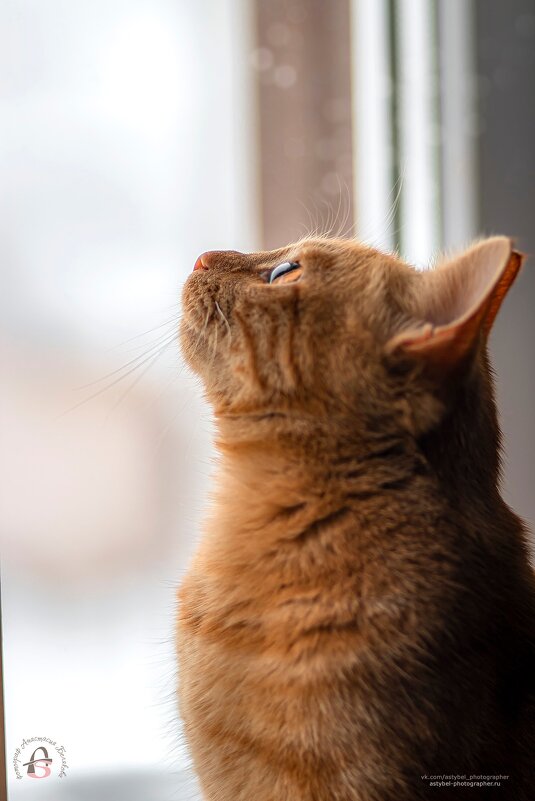 "Батон смотрит на птичку" - Анастасия Белякова