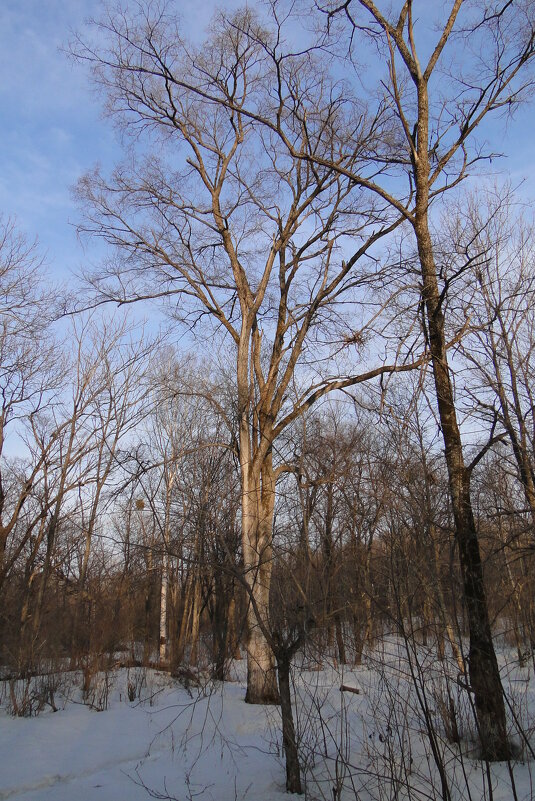 прогулка - Наталья Штанулина