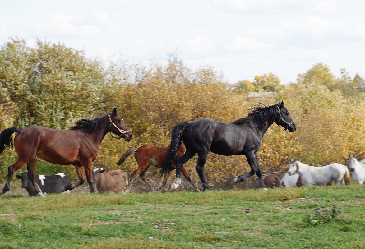 лошадки... - Андрей Катков