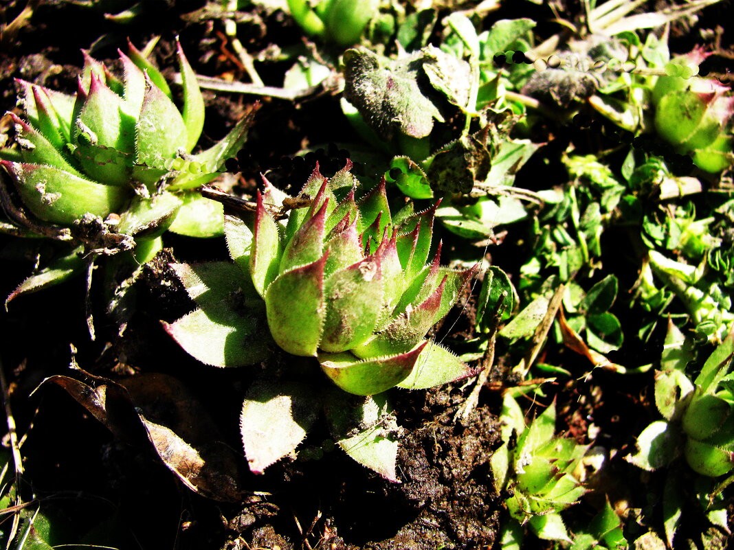 Молодило проснулось - Людмила Смородинская