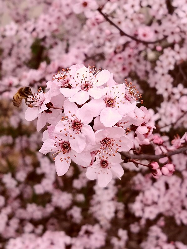 Весна, пчёлка за работой... - tatyana 