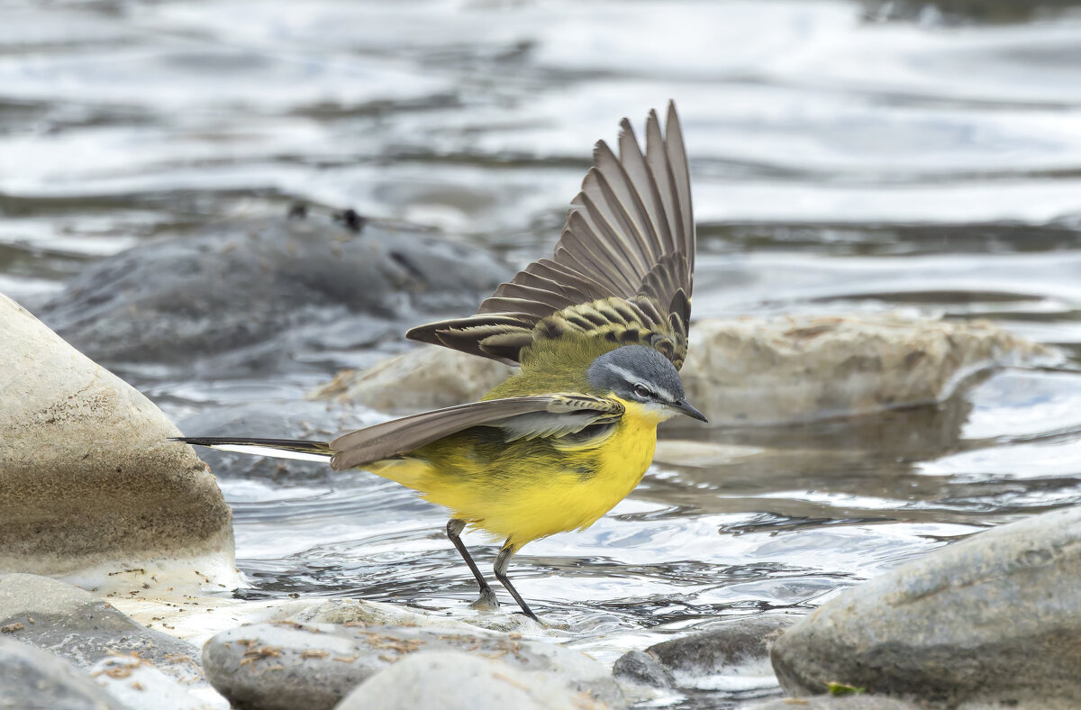 желтая трясогузка - юрий макаров