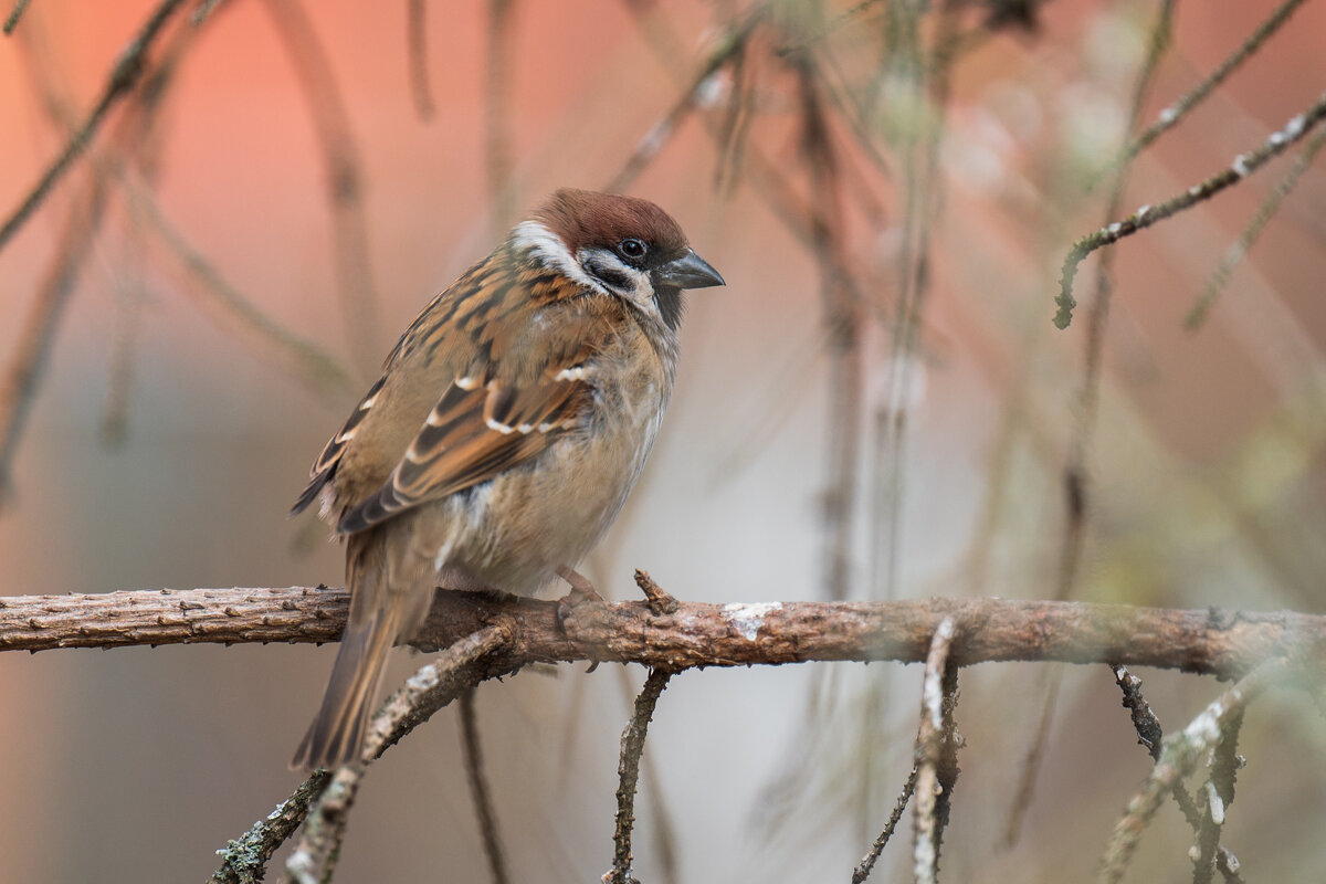 Воробушек. - Виктор Евстратов