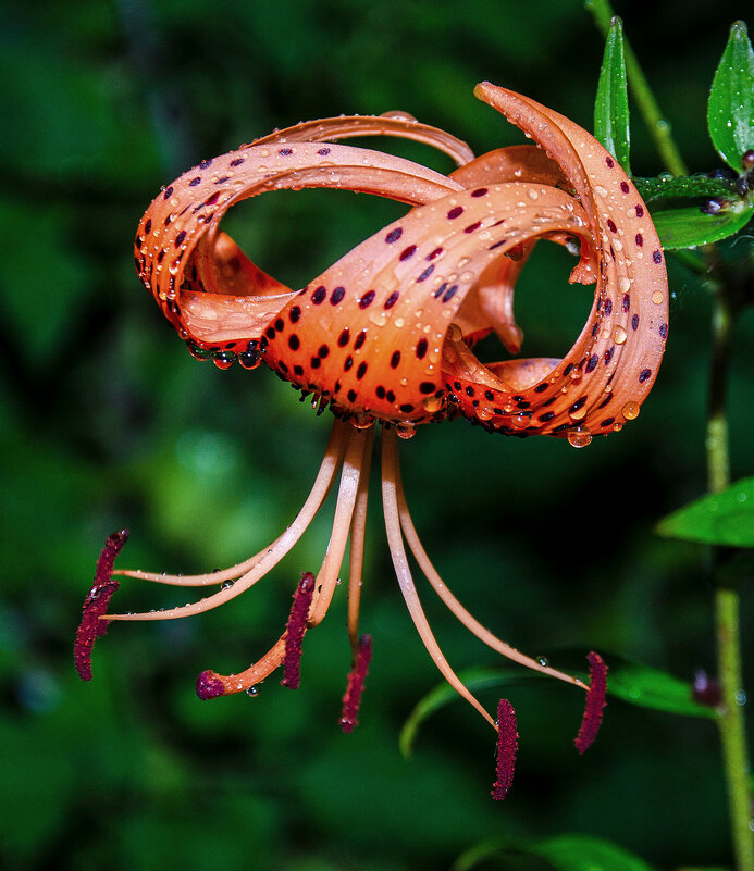 лилия тигро́вая - Aleksandr .