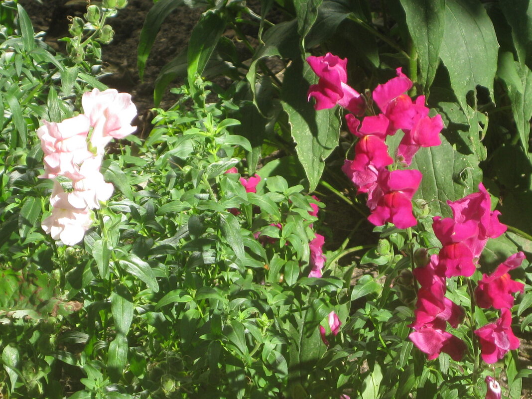 Львиный зев (антирринум) - Дмитрий Никитин