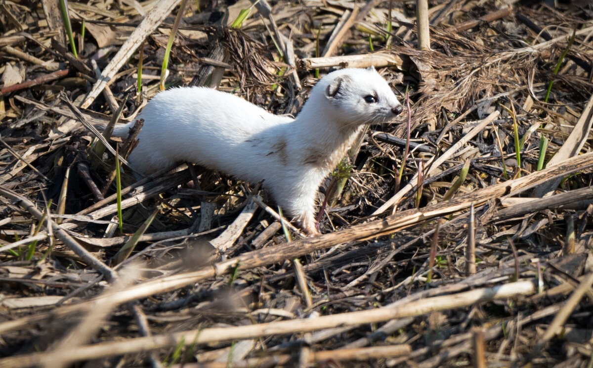 Ласка в зимней шубке. - Владимир Безбородов
