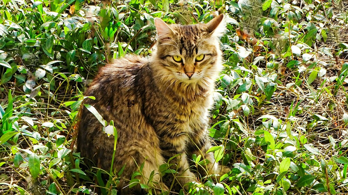 Кошка на клумбе. - Милешкин Владимир Алексеевич 