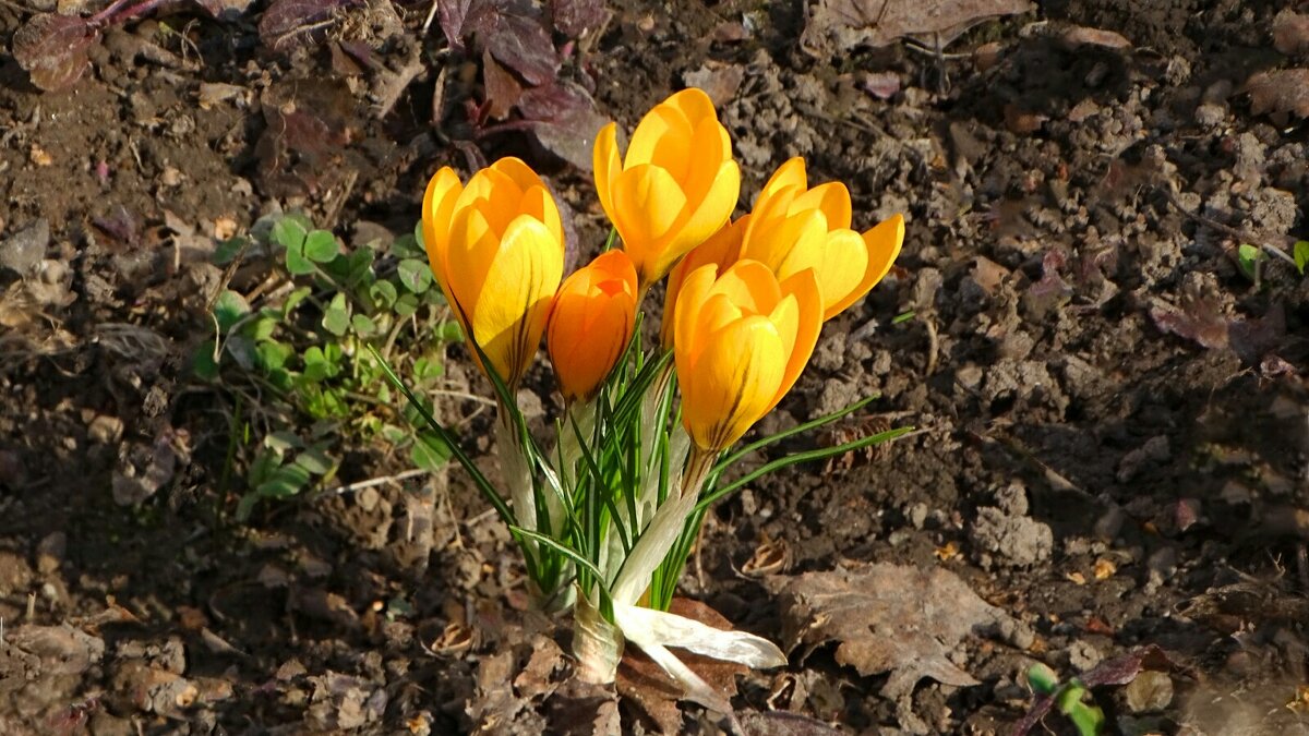 Крокусы на городской клумбе. - Милешкин Владимир Алексеевич 