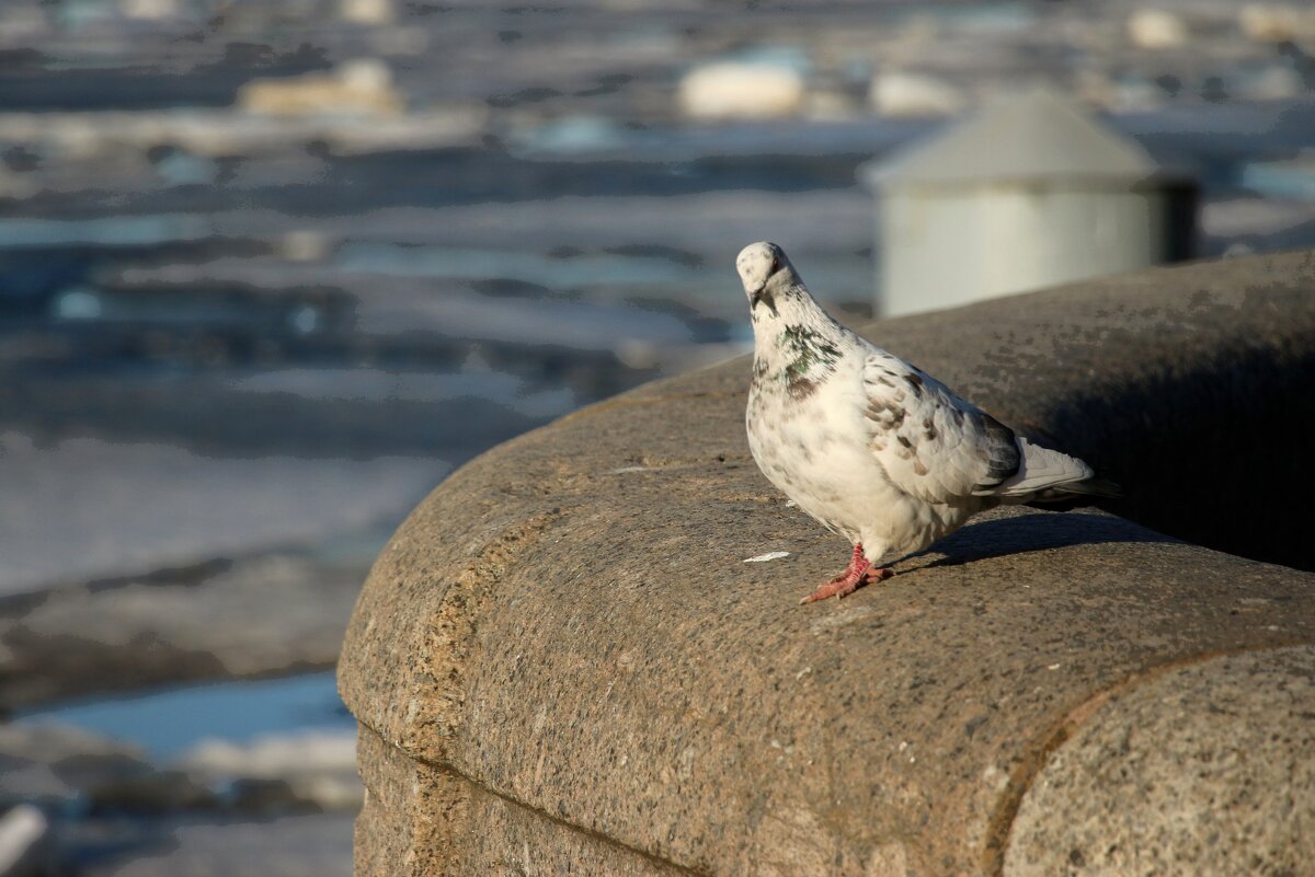 *** - Наталья Герасимова