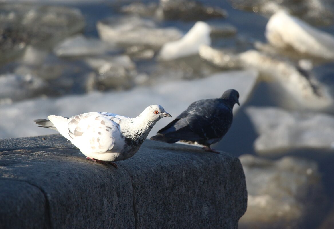 Весна и голуби - Наталья Герасимова