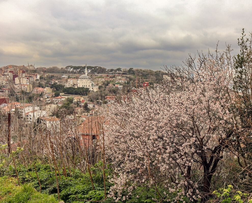 Цветение - skijumper Иванов