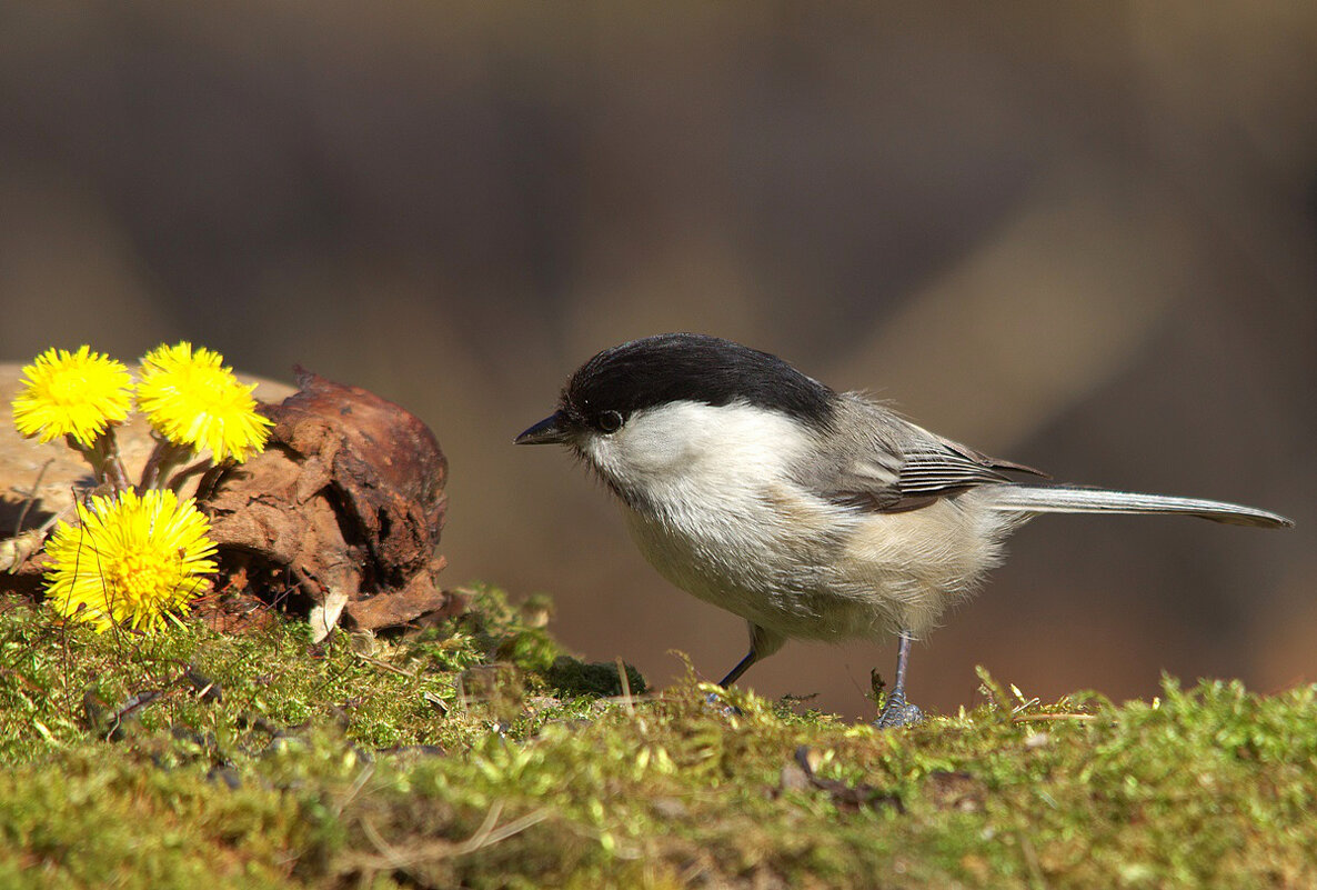 ... - Вячеслав Минаев