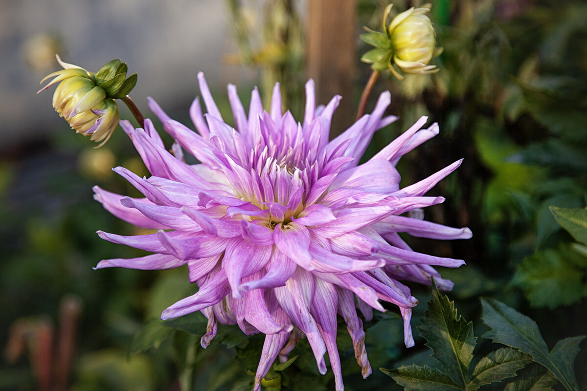 Георгин осенний. - Лилия *