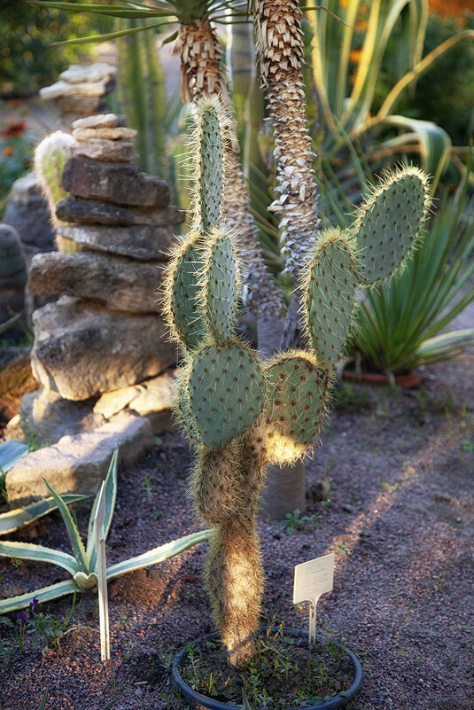 Кактус. - Лилия *