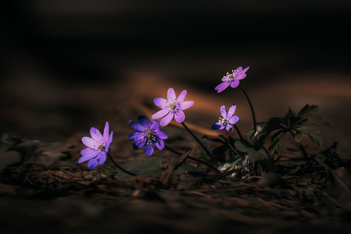 Гепатика - Игорь Шевченко