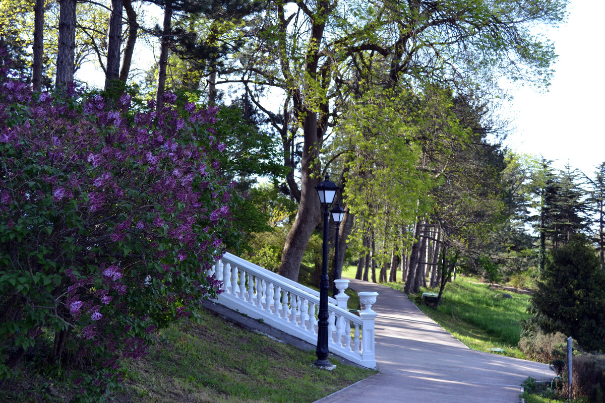 весна в парке Массандровского дворца - Ольга весна в парке Массандровского дворца - Ольга
