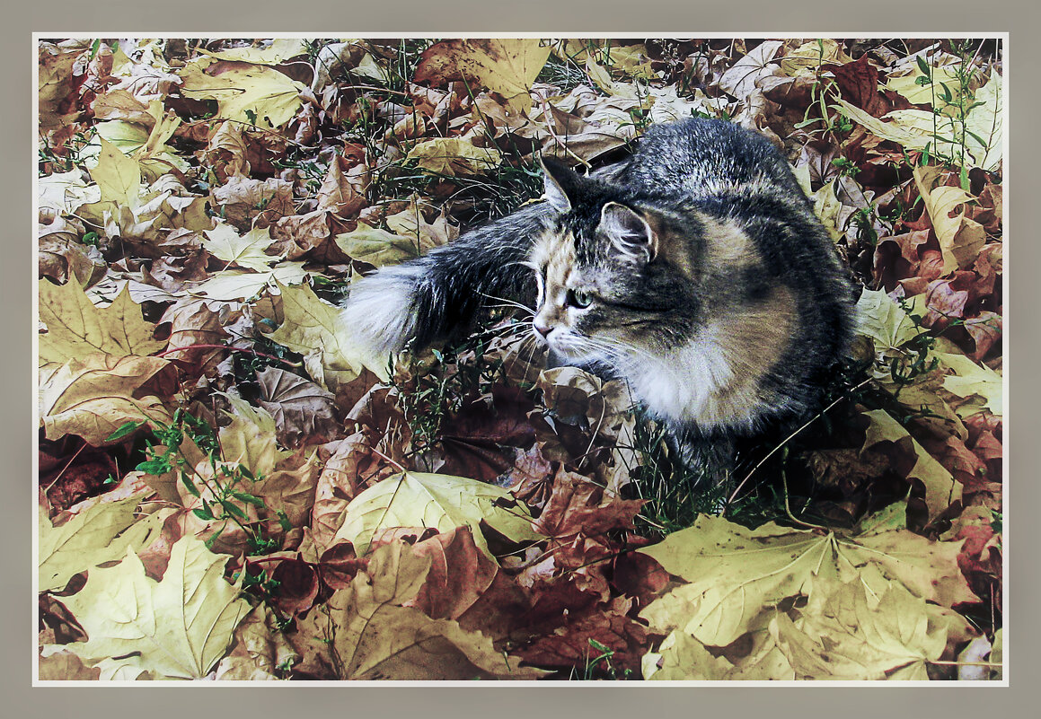 Кошечка Муля на охоте - Владимир Кроливец