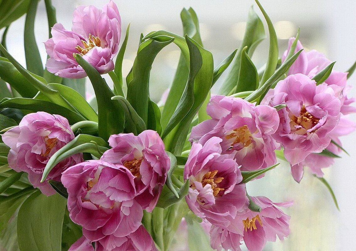 Тюльпаны - ZNatasha -