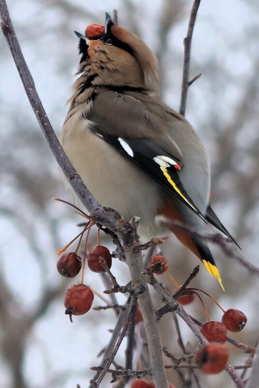 Вкусно - Галина Козлова 