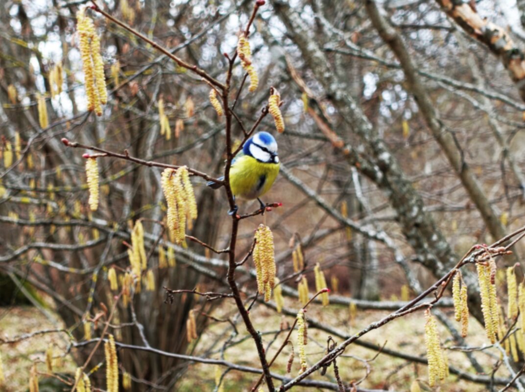 Этюд конца марта 2026г. - Aida10 Этюд конца марта 2026г. - Aida10