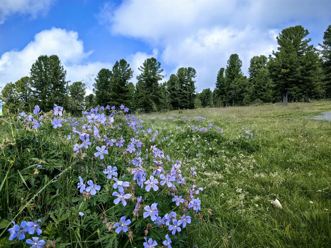 Цветы и кедры на Семинском перевале - Галина Козлова Цветы и кедры на Семинском перевале - Галина Козлова