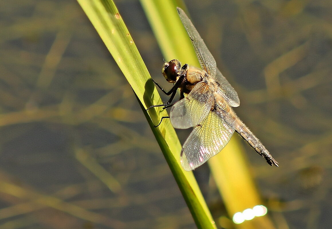 ...позирует... - Александр Герасенков
