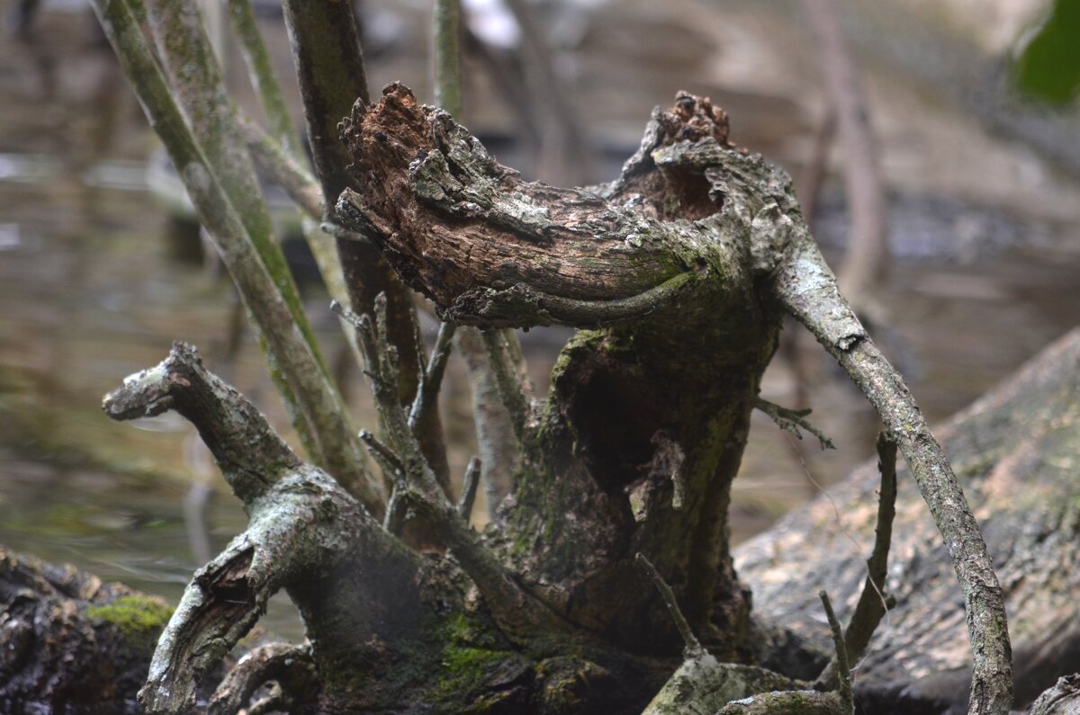 Крокодил Генаха - Таня Фиалка