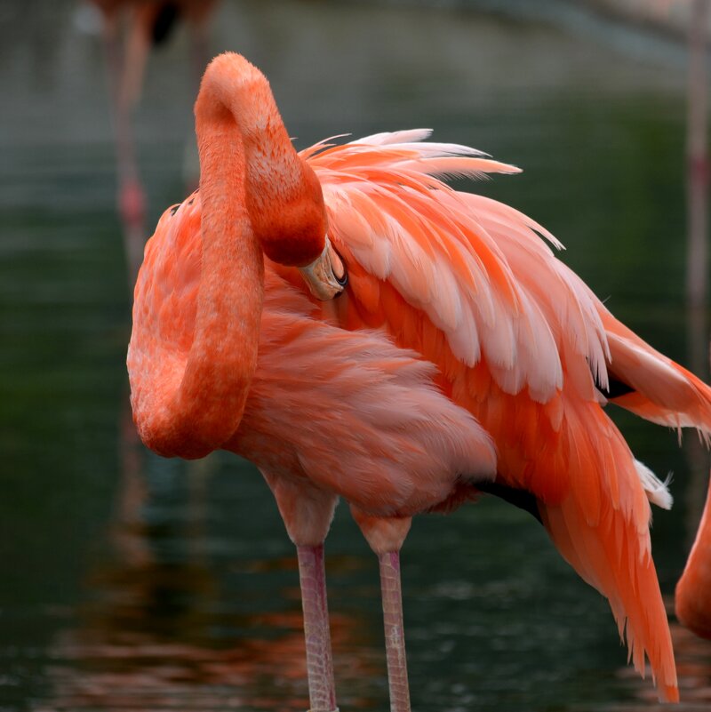 Какие  краски у птицы - Таня Фиалка