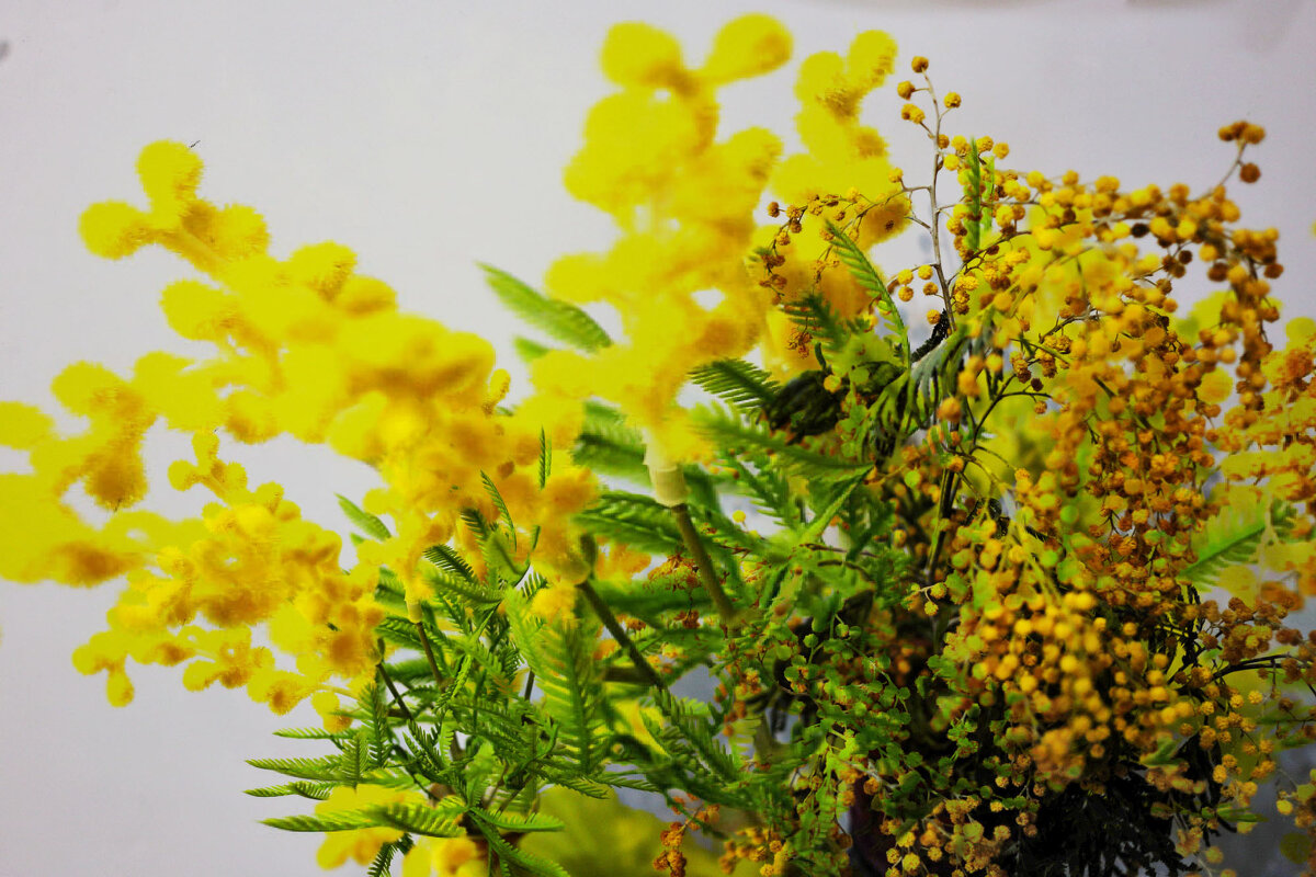 Две мимозы - Юрий Гайворонскiий