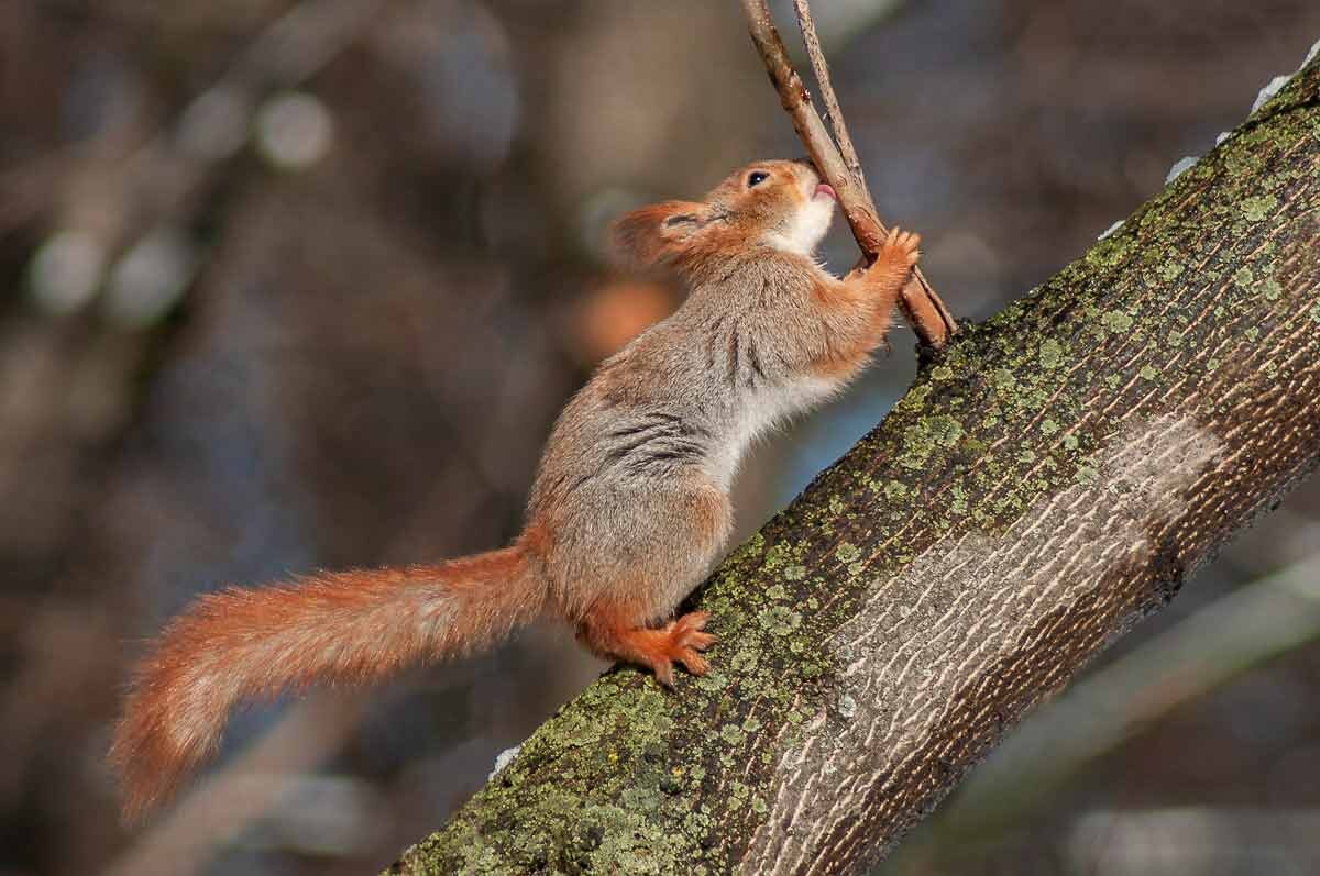 Белка. - Николай Ловец