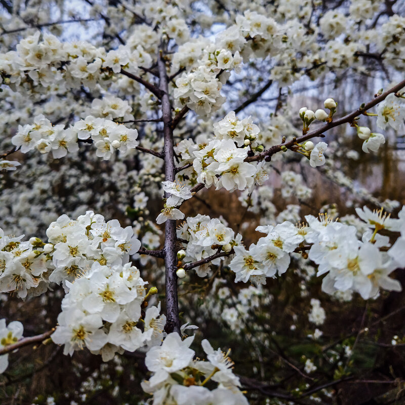 *** - Игорь Протасов