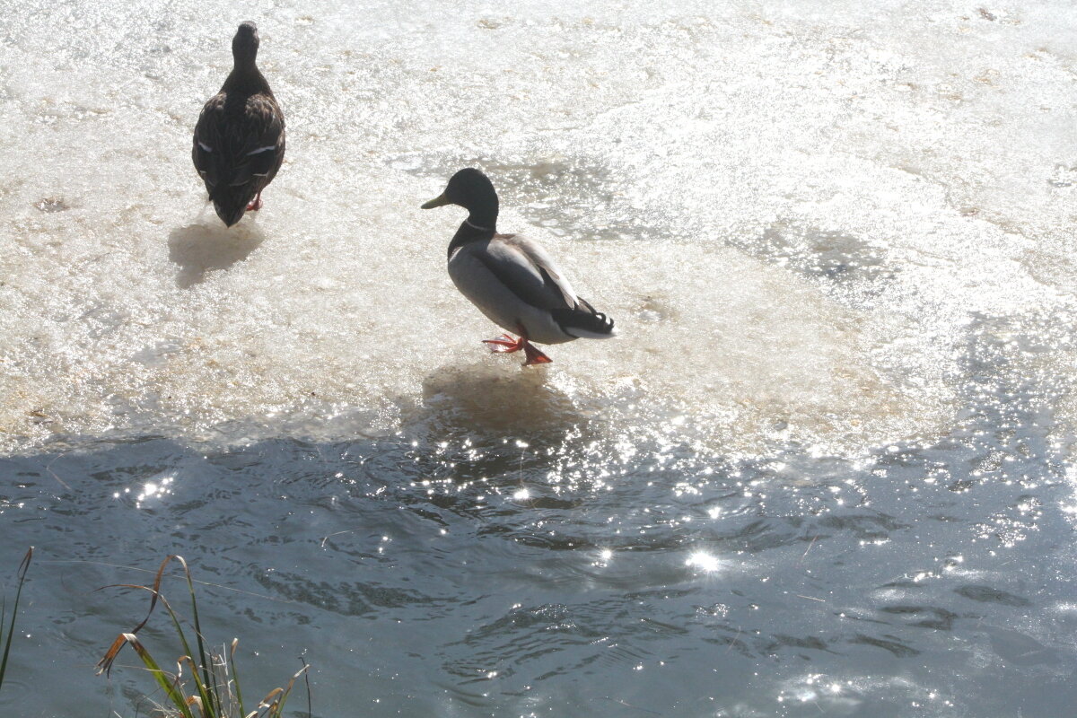 Весна на Яузе - олег свирский 