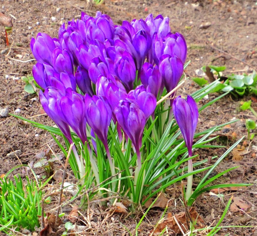 Растущий букет - Андрей Снегерёв