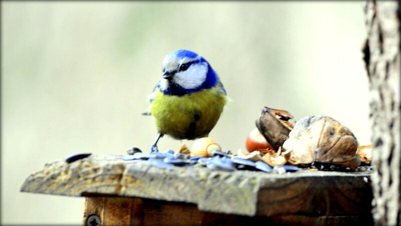 Наша маленькая синичка ... - Сергей 