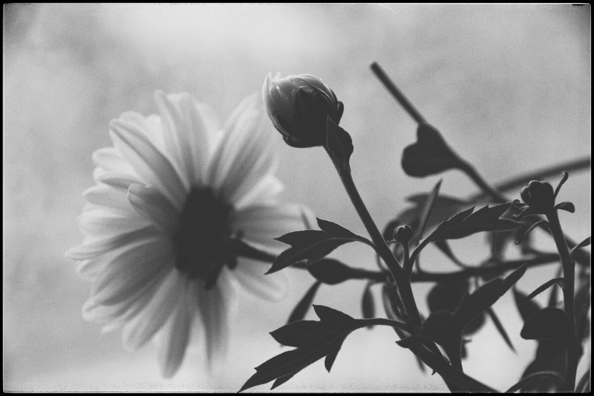 Хризантема... - Руслан 