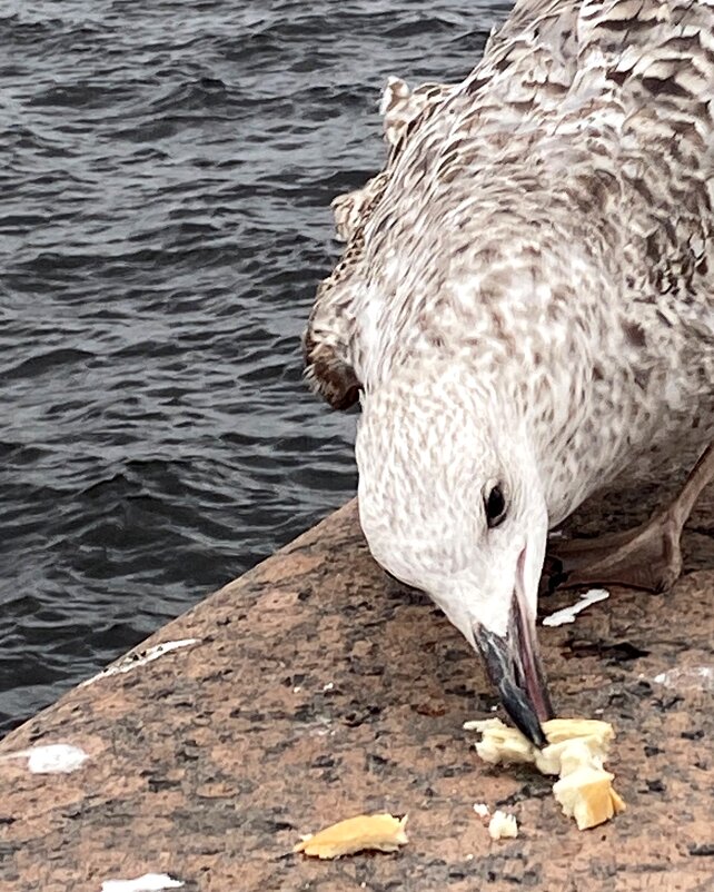 Пернатые Питера - Savayr 