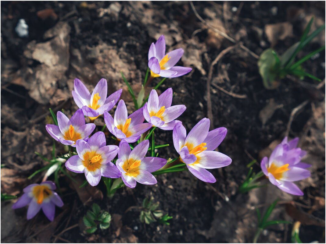 Цвет марта - Сергей В